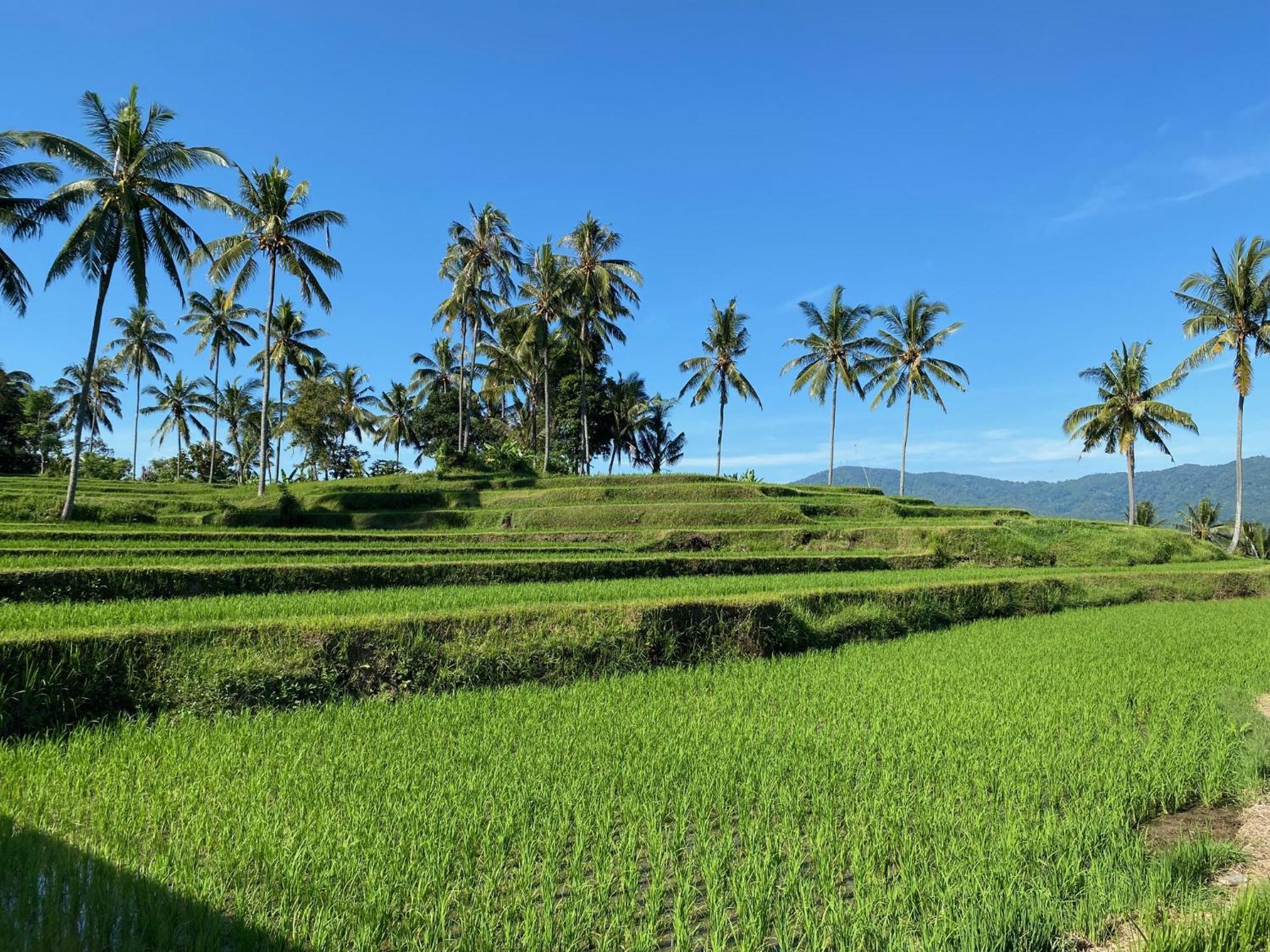 Mayong Bali Villa And Hostel มุนดุก ภายนอก รูปภาพ